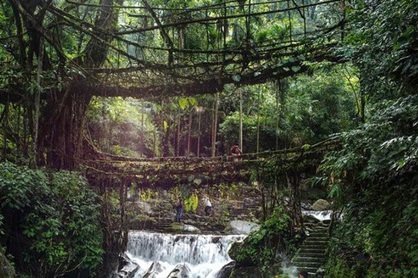 10 cay cau doc la nhat the gioi