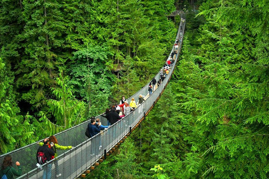 10 cay cau doc la nhat the gioi-Hinh-8