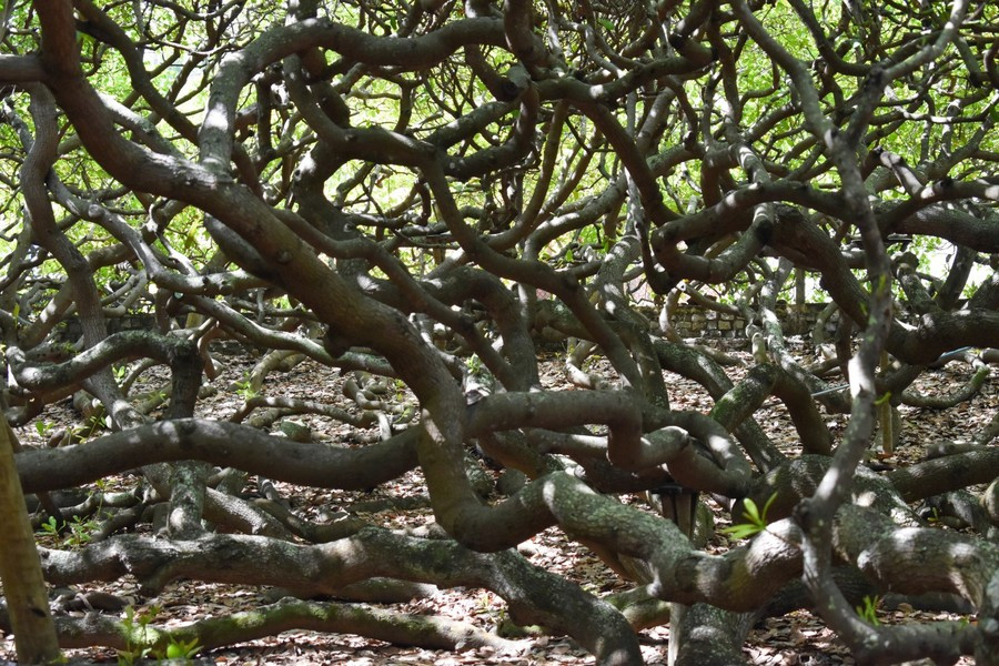 Kích thước khổng lồ của cây điều này là kết quả của quá trình biến đổi gen khiến cành của cây điều chạm đất và hình thành phần rễ mới.