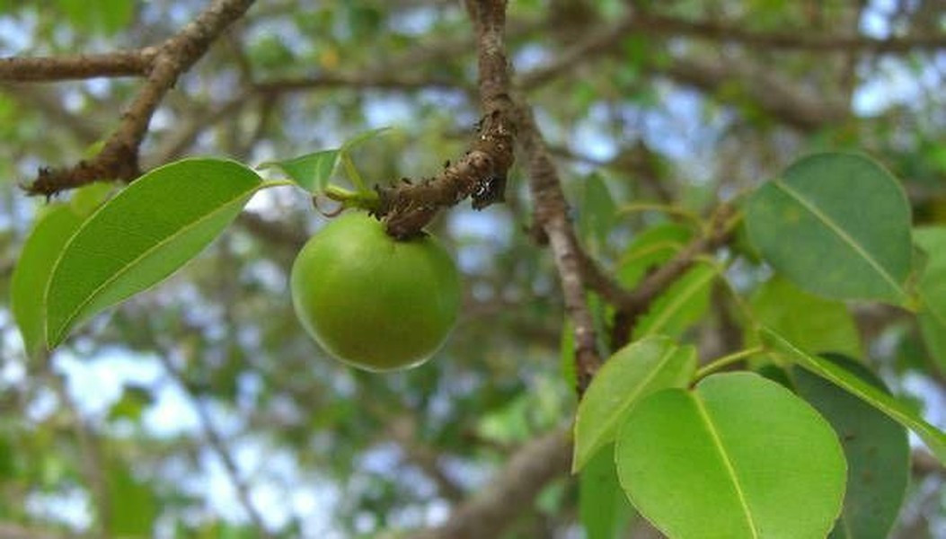 Manchineel nguy hiểm đến nỗi người ta phải đặt biển báo nguy hiểm và cách xa ít nhất 6 mét. Manchineel mang trong mình rất nhiều độc, Nhựa của loài cây này vô cùng nguy hiểm, gây tổn thương đau đớn cho da và mắt.
