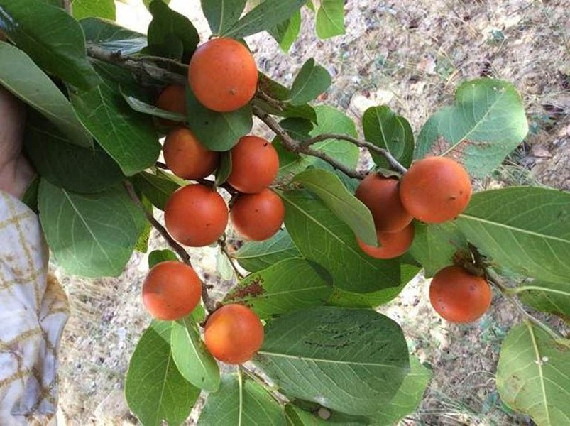 Mã tiền có độc tính cao, bao gồm strychnin và brucin. Hạt, hoa và ngay cả vỏ cây cũng chứa chất độc. Chúng gây ra những vụ ngộ độc khủng khiếp, dẫn đến những cơn co giật dữ dội và người bệnh sẽ chết vì kiệt sức.