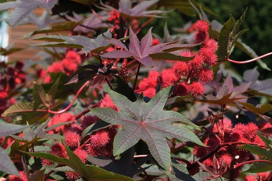 Ricinus Communic vừa mang độc tính và vừa có thể chữa bệnh. Sau khi chiết xuất, dầu của loại cây này được dùng để nhuận tràng, rửa ruột, sa tử cung. Tuy nhiên hạt của chúng lại là một chất độc cực mạnh, chủ yếu là Ricin.
