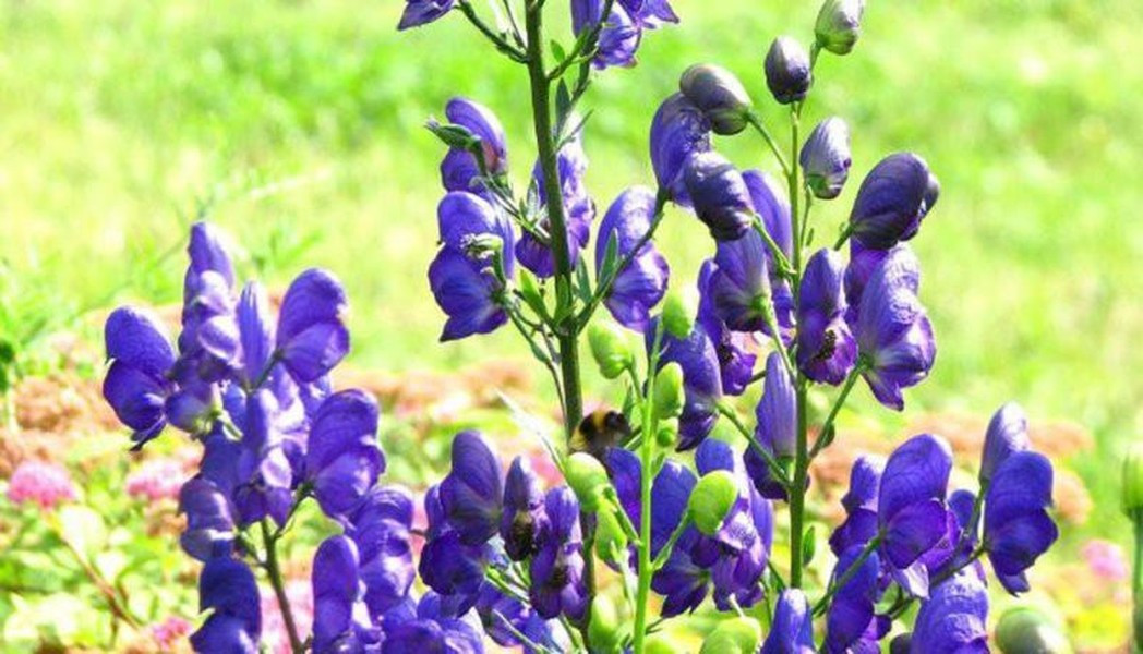Aconitum Napellus có chứa độc tố Aconitine gây nguy hiểm cho những ai ăn phải thậm chí là chạm vào nó. Aconitine là một loại chất độc thần kinh có thể hấp thụ qua da và có khả năng tạo ra các mô hình loạn nhịp tim.