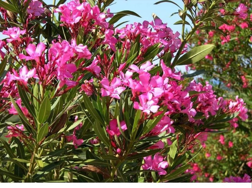 Nerium oleander chứa nhiều hợp chất có độc, một số hợp chất cực độc có thể gây chết người. Đáng kể nhất đó là oleandrin và neriin đều là các glicosid tim mạch, chúng có mặt trong tất cả các bộ phận của cây nhưng chủ yếu trong nhựa cây.