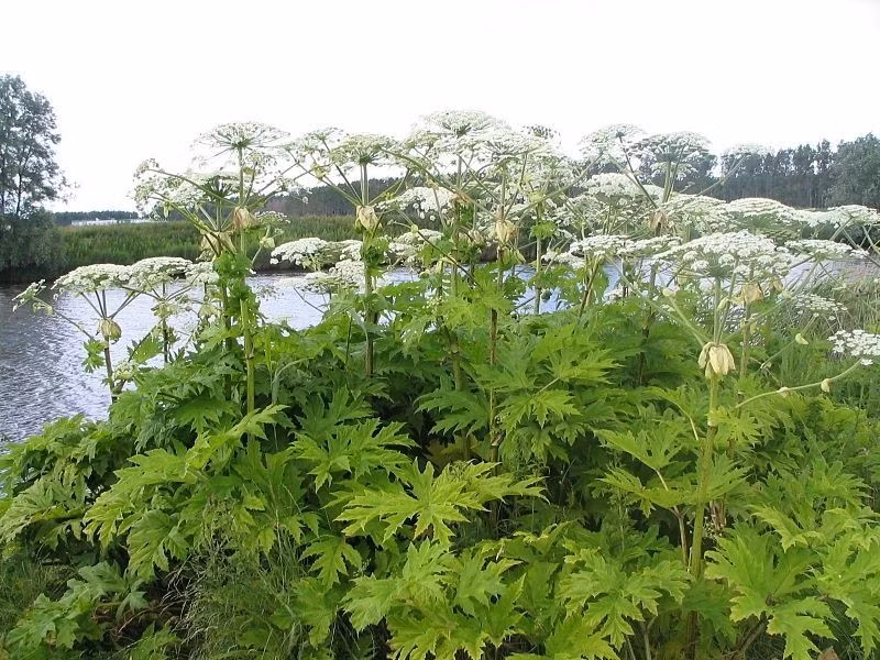 Heracleum mantegazzianum là loài cây có độc tính cao, mọi thành phần của cây từ hoa, lá, quả, thân, rễ đều chứa độc tính. Nếu vô tình chạm vào sẽ gây sưng, nóng, đau rát tương đương với bỏng cấp độ 2.