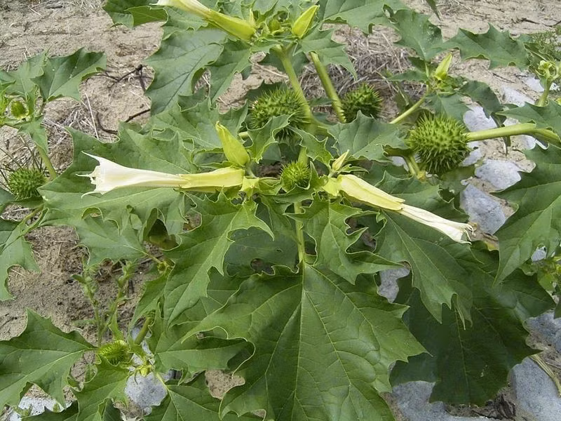 Jimsonweed có quả rất độc, chứa atropine và scopolamine, thậm chí cánh hoa và mật hoa cũng có độc. Nó gây ra những triệu chứng khủng khiếp cho con người: giãn đồng tử, tăng nhịp tim, mê sảng, gây ảo giác