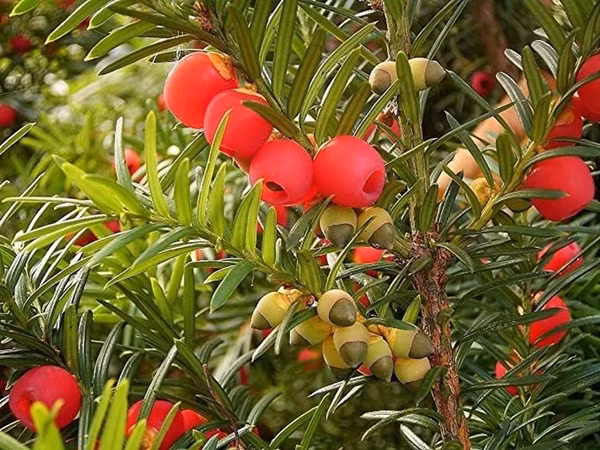 Thủy tùng là loài cây mang trong mình cực độc. Thành phần chất độc là Alkaloids taxine, nó có ở tất cả các bộ phận trừ lớp vỏ ngoài của hạt. Độc tính có thể dẫn đến những triệu chứng nghiêm trọng như chóng mặt, giãn đồng tử, nhịp tim bất thường và cuối cùng là tử vong.