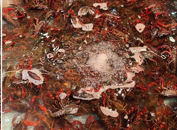 Tôm hùm đất đang tràn sang Việt Nam, được rao bán khắp các chợ online. Ảnh chụp màn hình