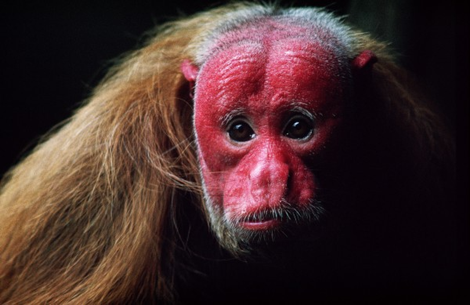 'Khỉ hói' là loài có ngoại hình đặc biệt nhất, và chúng là loài khỉ duy nhất trong tất cả các loài khỉ có khuôn mặt hoàn toàn đỏ. Màu sắc hiếm thấy trên khuôn mặt của loài khỉ không phải do sắc tố trong cơ thể mà do các mạch máu đặc biệt gần da tạo nên.