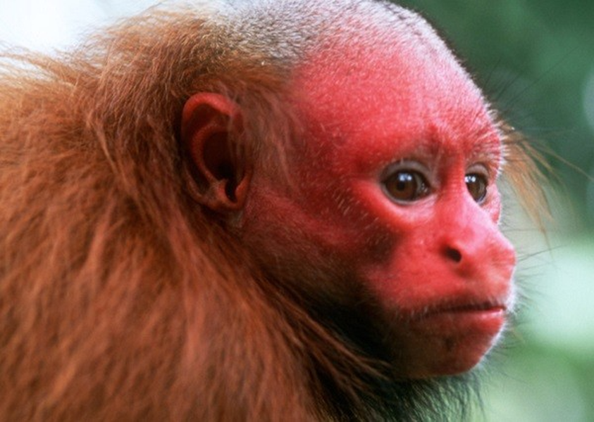 Có ba loại 'khỉ hói': một loại màu xám với mặt hồng, một loại khác có màu đỏ với mặt đỏ tươi và loại thứ ba có màu nâu nhạt với mặt đen.