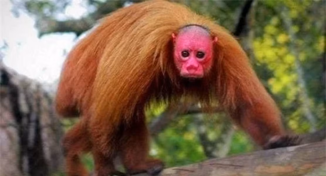 Với cái đầu trọc và khuôn mặt đỏ rực có thể khiến những người yếu bóng vía cảm thấy sợ hãi trong lần đầu bắt gặp. Đây là loài khỉ đuôi ngắn Nam Mỹ, sống tại lưu vực sông Amazon.