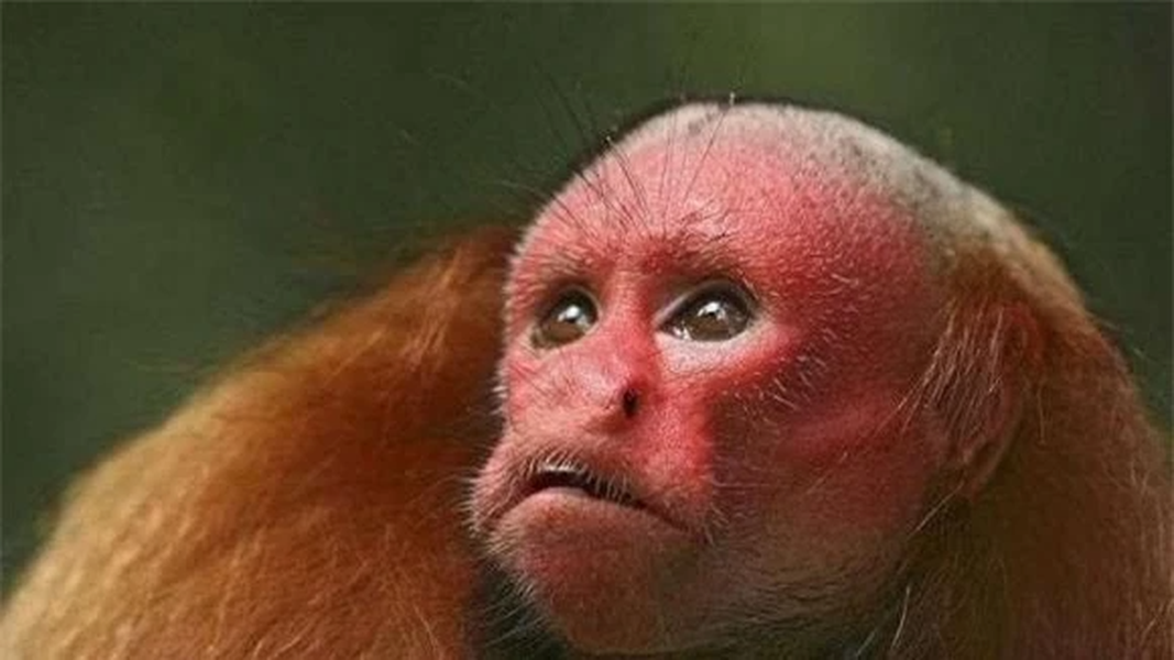 'Khỉ hói' là tên chung của một số loài khỉ ăn đêm trong họ Capuchin, loài khỉ cynomolgus duy nhất ở nước ngoài. Chiều dài thân 35-50 cm, chiều dài đuôi 15-20 cm. Khuôn mặt trần trụi và đỏ bừng, lông dài và dày.