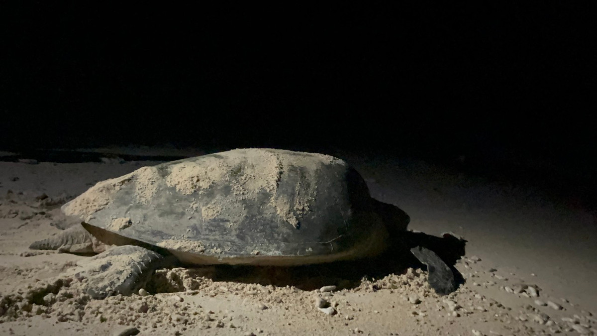 Tour xem rùa đẻ trứng ở Hòn Bảy Cạnh, huyện Côn Đảo được tổ chức Kỷ lục Việt Nam công bố nằm trong 20 tour du lịch đầu tiên của top 50 tour du lịch độc đáo, mang lại trải nghiệm thú vị nhất Việt Nam.