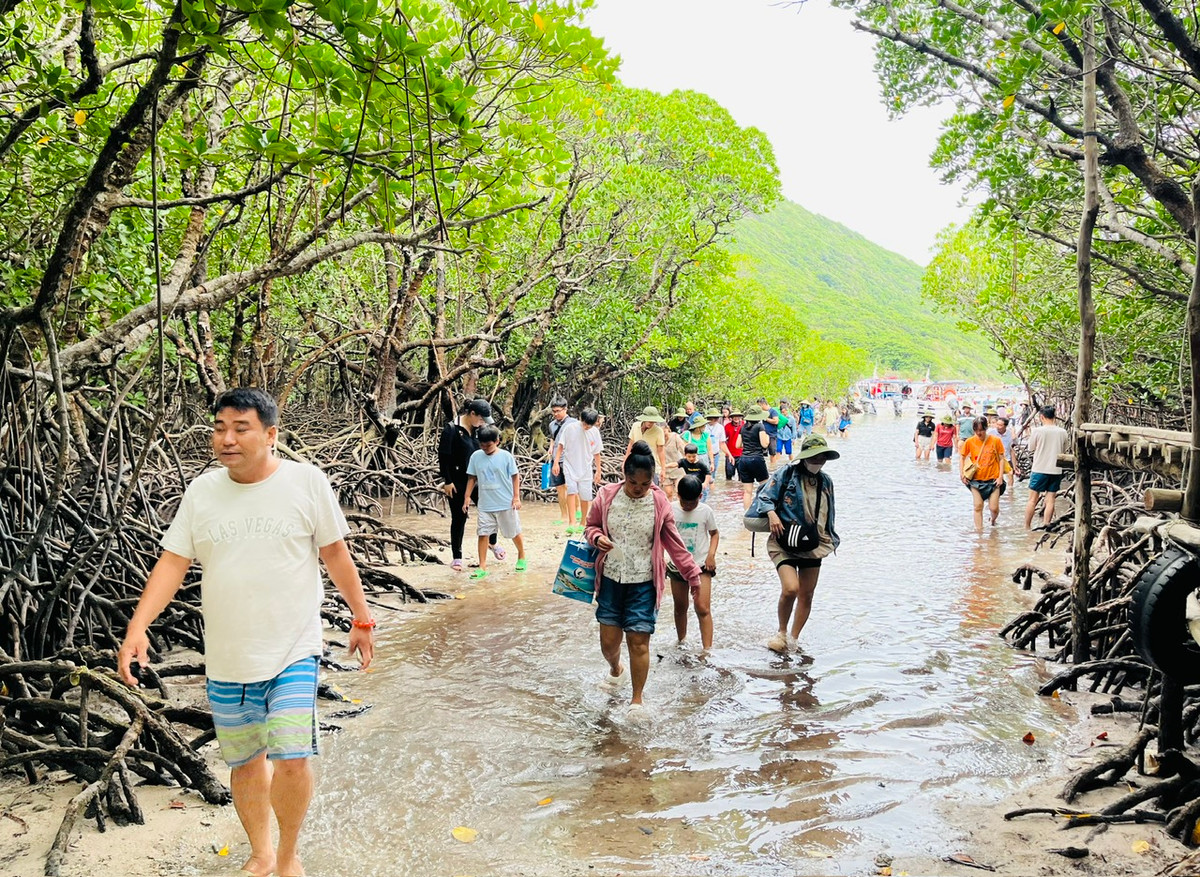 Trong chương trình, du khách còn được tham quan tìm hiểu về rùa đẻ trứng trên Hòn Bảy Cạnh.