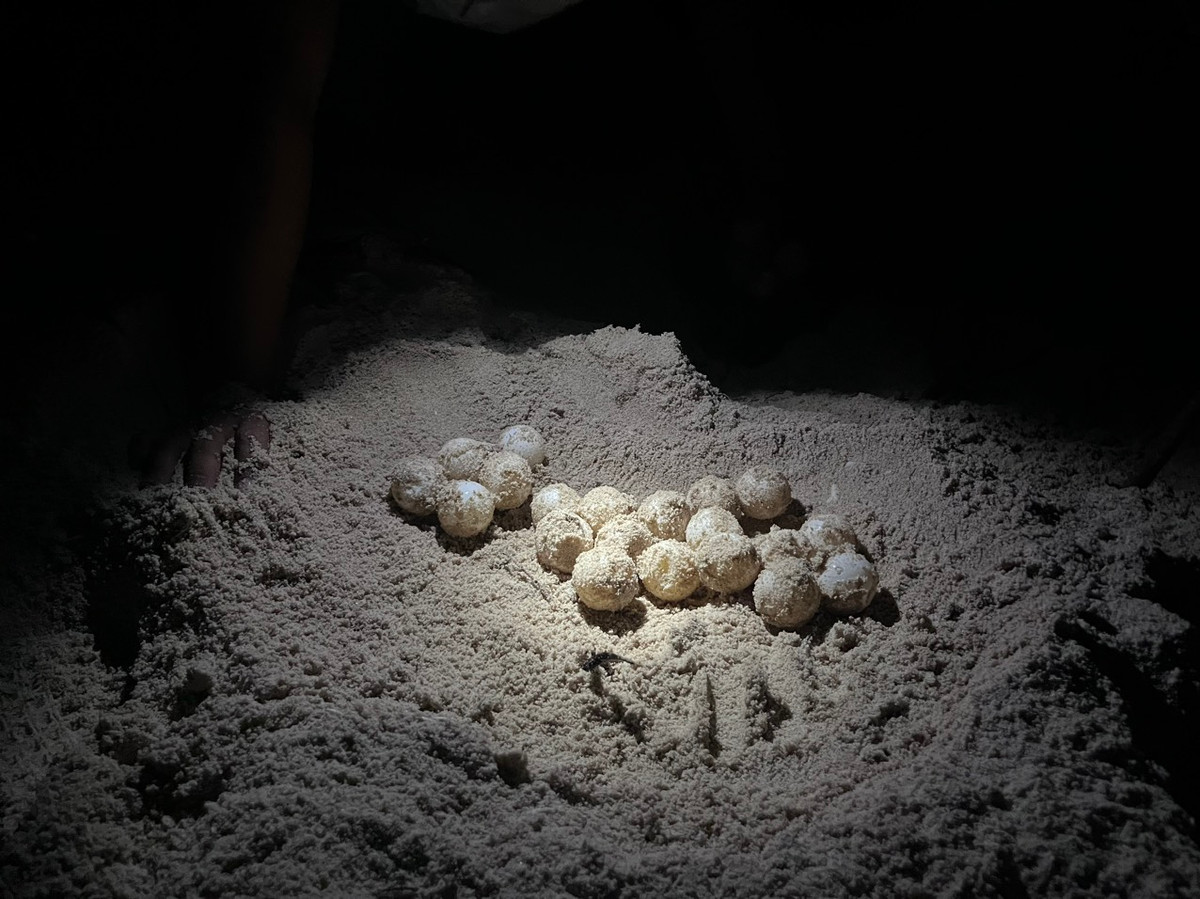 Trung bình mỗi năm, huyện Côn Đảo có khoảng 350 rùa mẹ lên đẻ trứng, ước lượng số trứng nở khoảng 50.000 con.