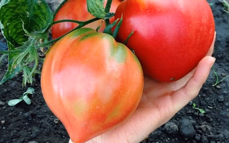 5 nguyen nhan khien ca chua ngay nay cung hon truoc-Hinh-2