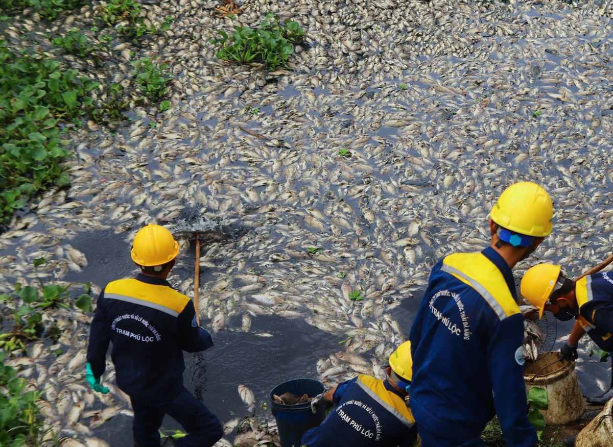 Nhiều người dân cho biết, tình trạng cá chết xảy ra từ khu vực kênh ở cầu Đa Cô (đường Tôn Đức Thắng, phường Hòa Minh) ngược lên bãi rác Khánh Sơn, xuống hồ điều tiết Liên Chiểu và nhiều đoạn của kênh Phú Lộc.