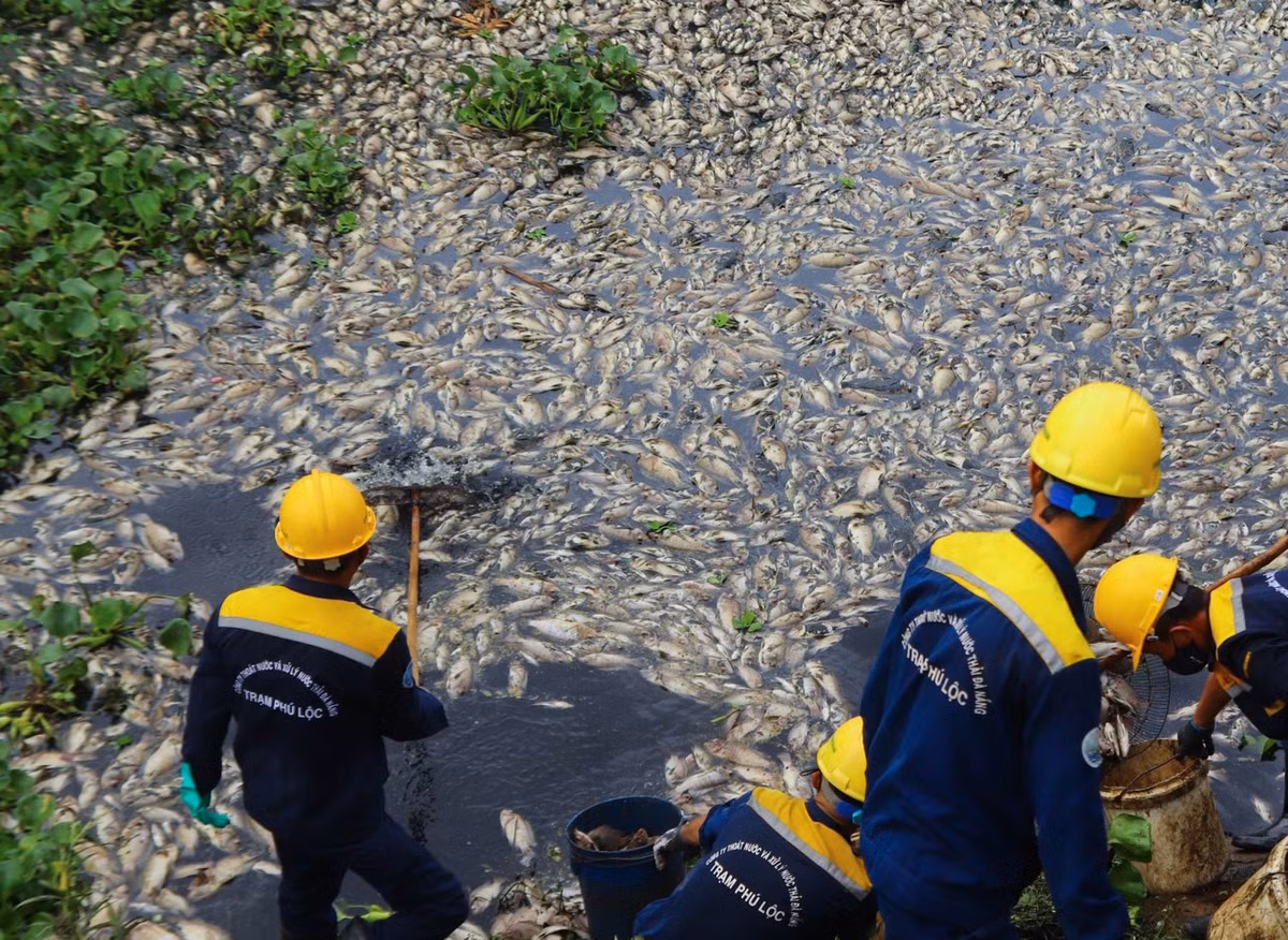 Nhiều người dân cho biết, tình trạng cá chết xảy ra từ khu vực kênh ở cầu Đa Cô (đường Tôn Đức Thắng, phường Hòa Minh) ngược lên bãi rác Khánh Sơn, xuống hồ điều tiết Liên Chiểu và nhiều đoạn của kênh Phú Lộc.