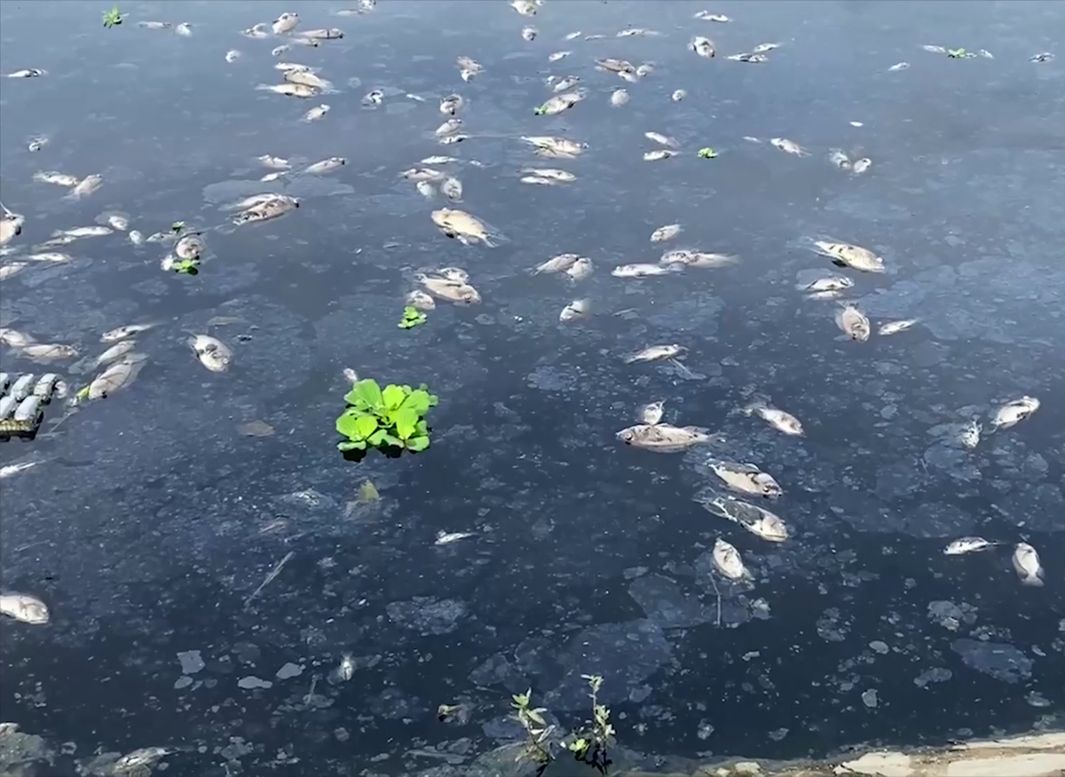 Nước đen ngòm cộng với mùi cá chết khiến nhiều nhà dân xung quanh hồ Liên Chiểu và kênh Đa Cô phải đóng kín cửa.