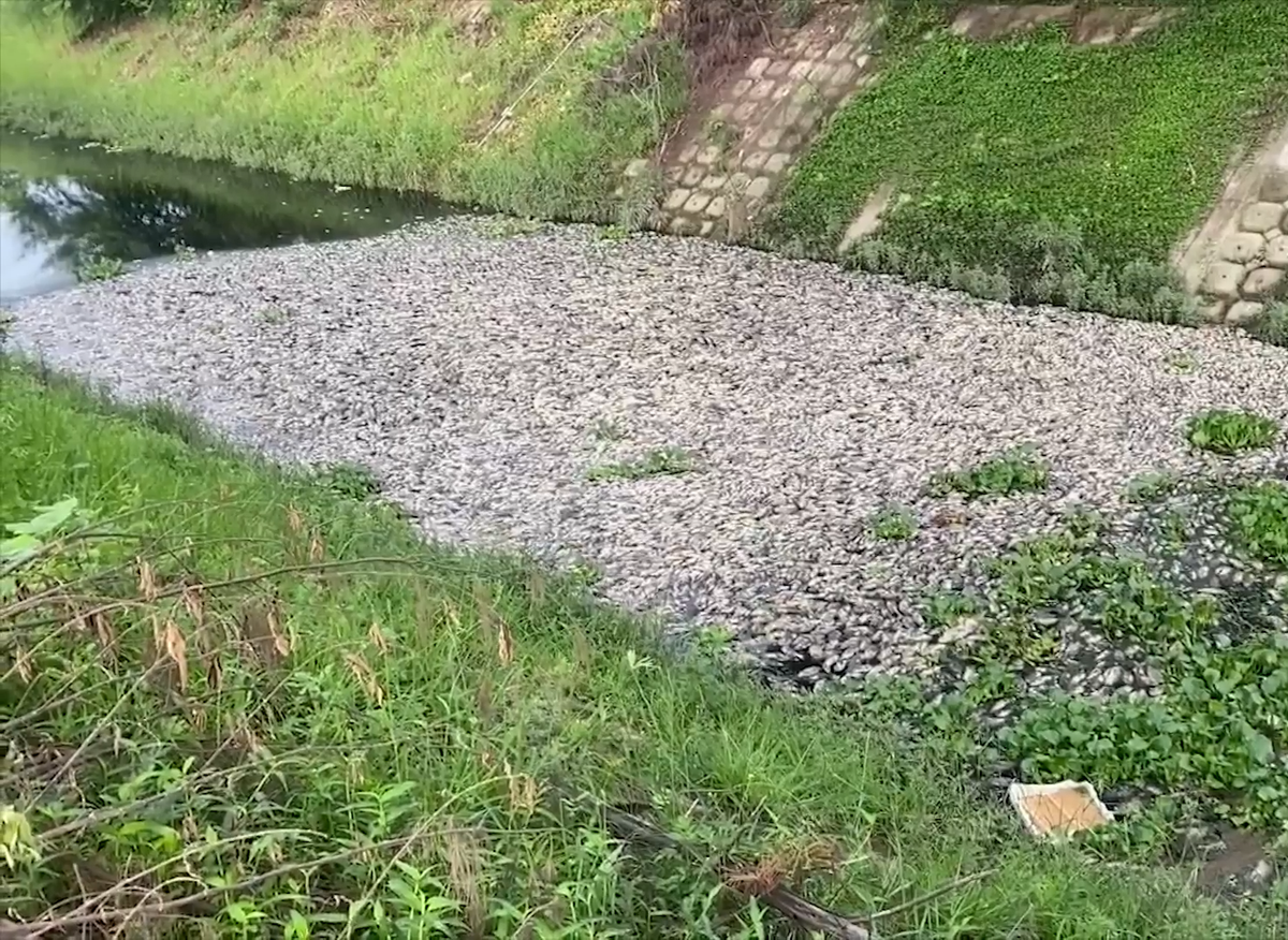 Trước đây, đã nhiều lần Đà Nẵng xảy ra tình trạng cá chết hàng loạt trên các kênh thoát nước, sông và hồ điều tiết.