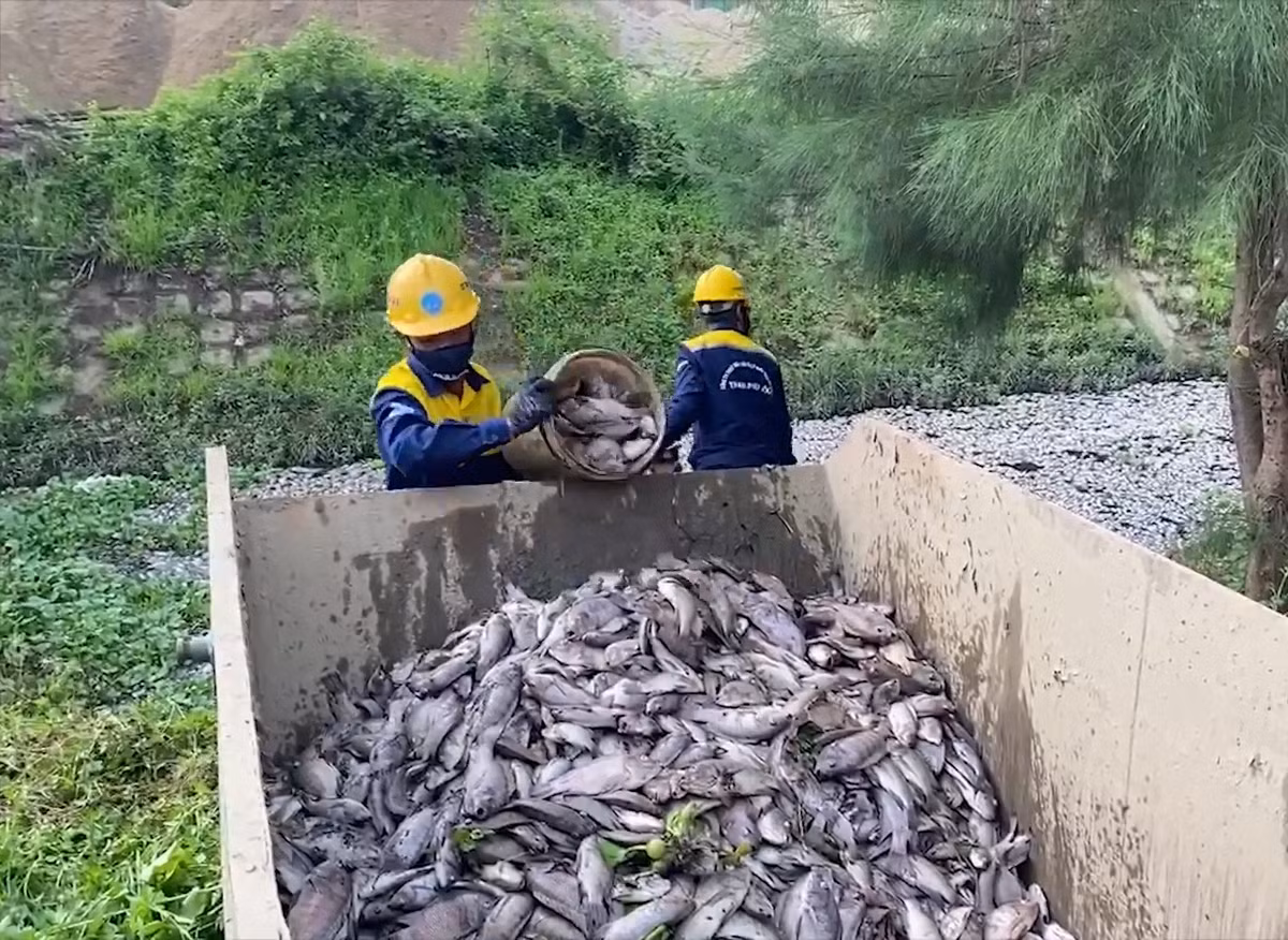Trước mắt, các công nhân sẽ vớt xác cá để đưa đi chôn lấp, xử lý tại bãi rác Khánh Sơn, tiếp đó sẽ dùng chế phẩm để xử lý mùi hôi và vệ sinh môi trường.