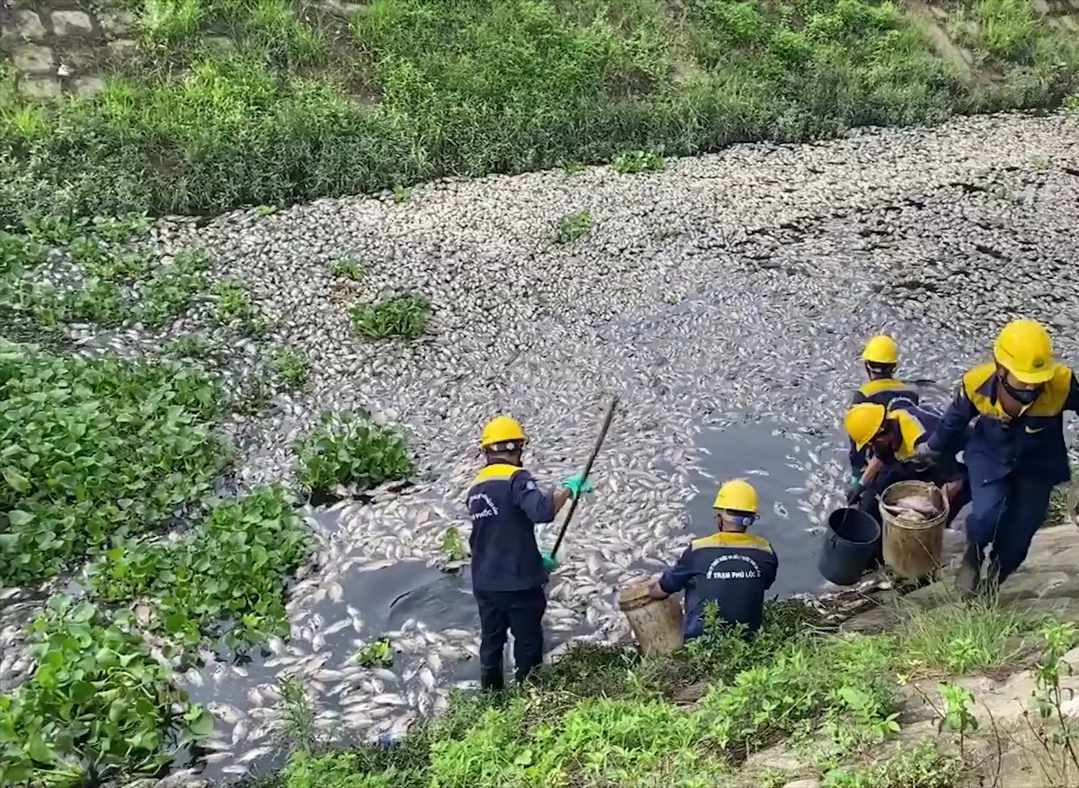 Hàng chục nhân viên Công ty Thoát nước và Xử lý nước thải Đà Nẵng đang tiến hành thu gom số cá chết tại hồ điều tiết Liên Chiểu và kênh Đa Cô sát hồ.