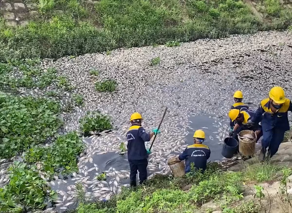 Hàng chục nhân viên Công ty Thoát nước và Xử lý nước thải Đà Nẵng đang tiến hành thu gom số cá chết tại hồ điều tiết Liên Chiểu và kênh Đa Cô sát hồ.