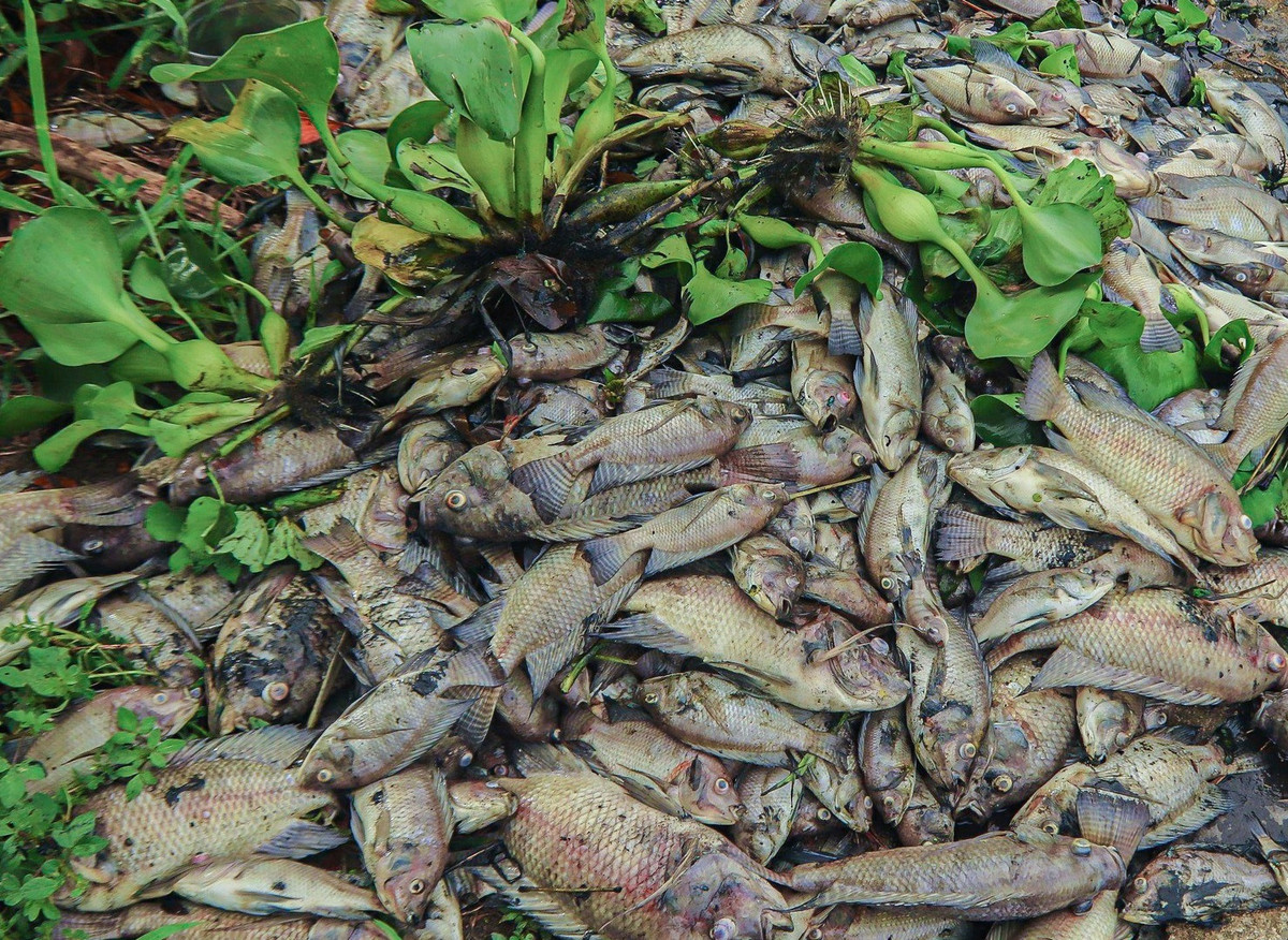 Các đơn vị liên quan đang lấy mẫu để kiểm nghiệm nước, làm rõ nguyên nhân cá chết hàng loạt.