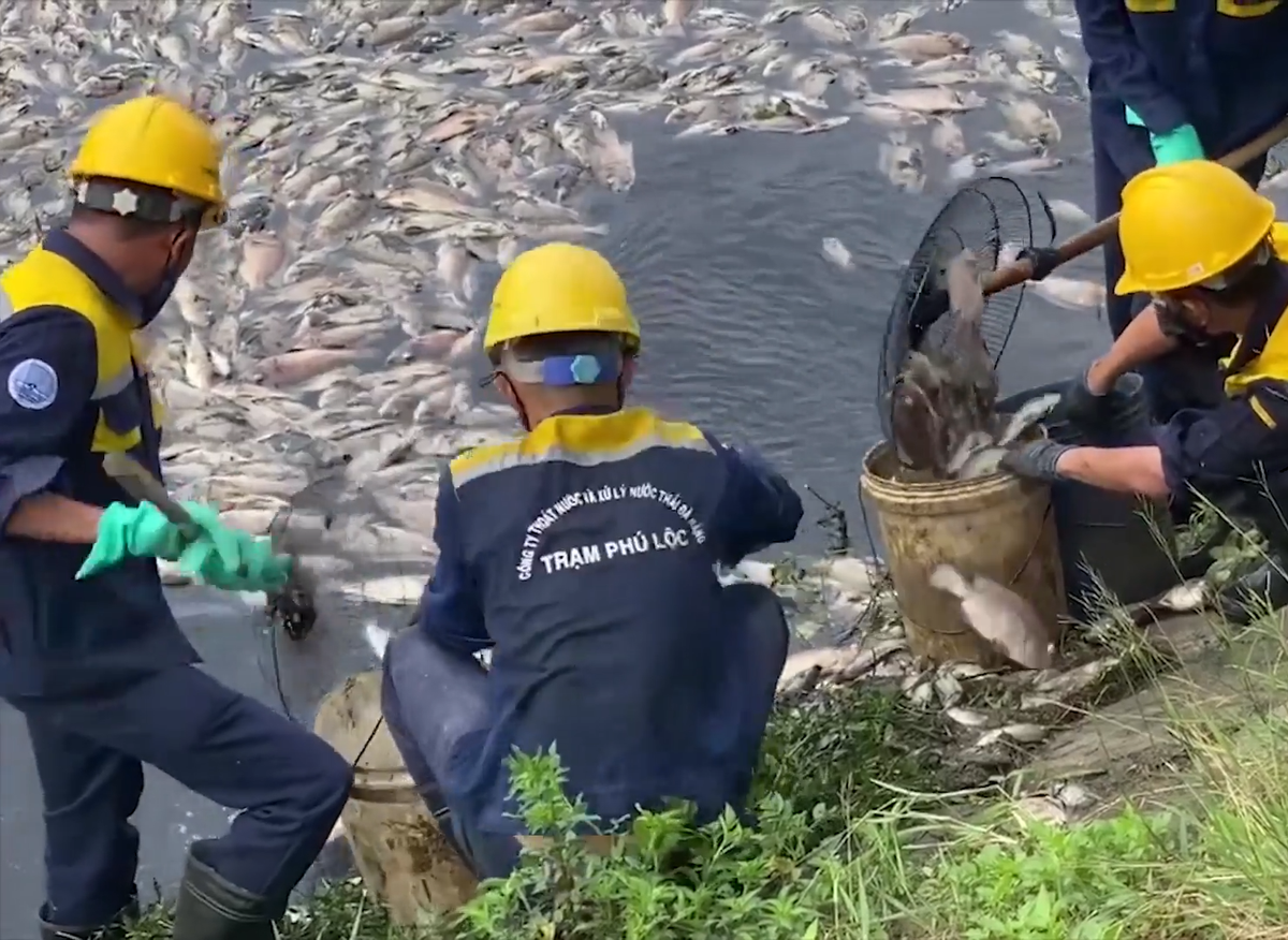 Đại diện Công ty Thoát nước và Xử lý nước thải Đà Nẵng cho biết, đơn vị đang huy động công nhân khẩn trương thu gom số cá chết tại hồ điều tiết Liên Chiểu và kênh xung quanh.