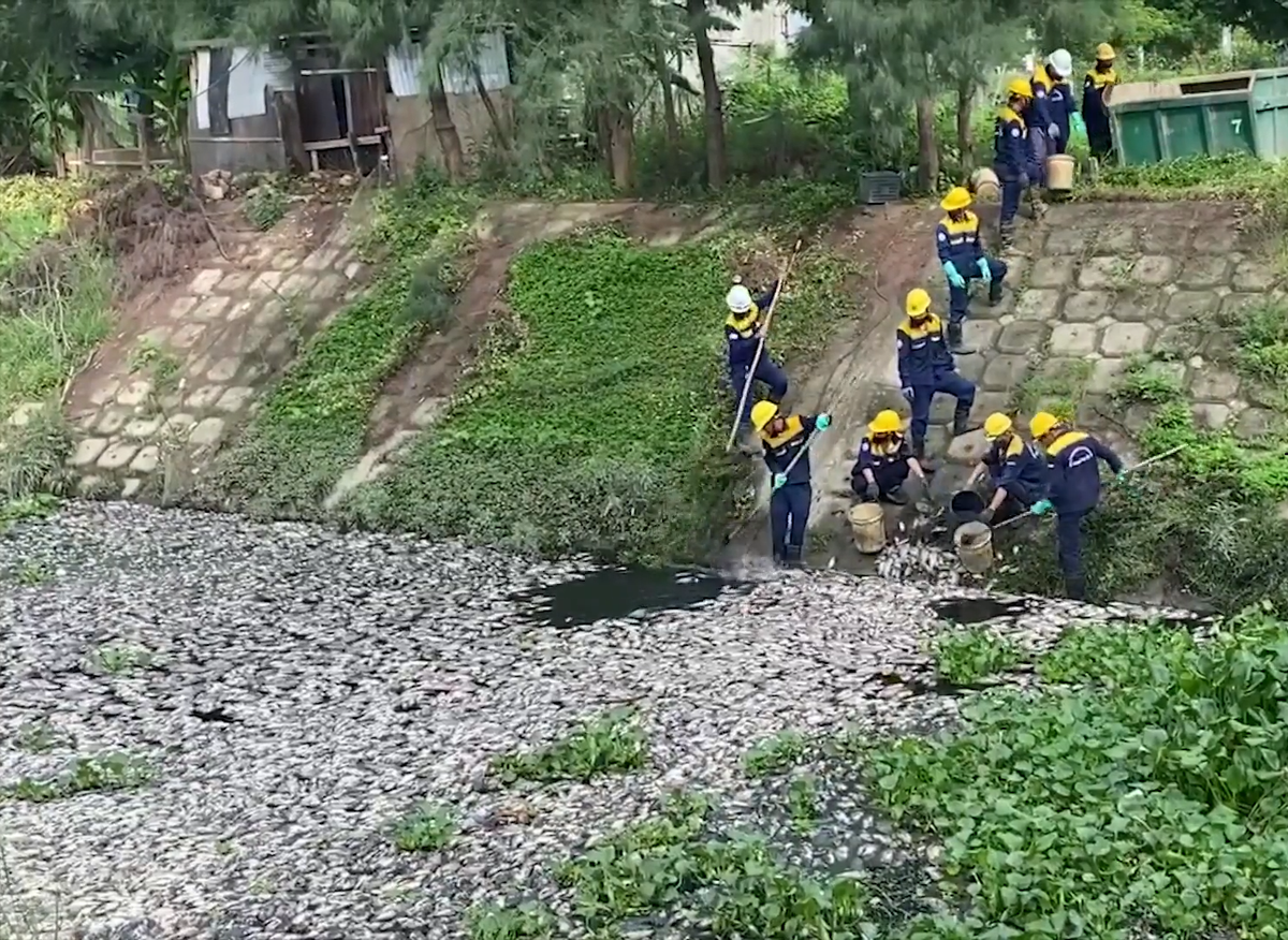 Người dân sống khu vực này cho biết, tình trạng cá chết xảy ra sau khi khu vực này có mưa lớn.