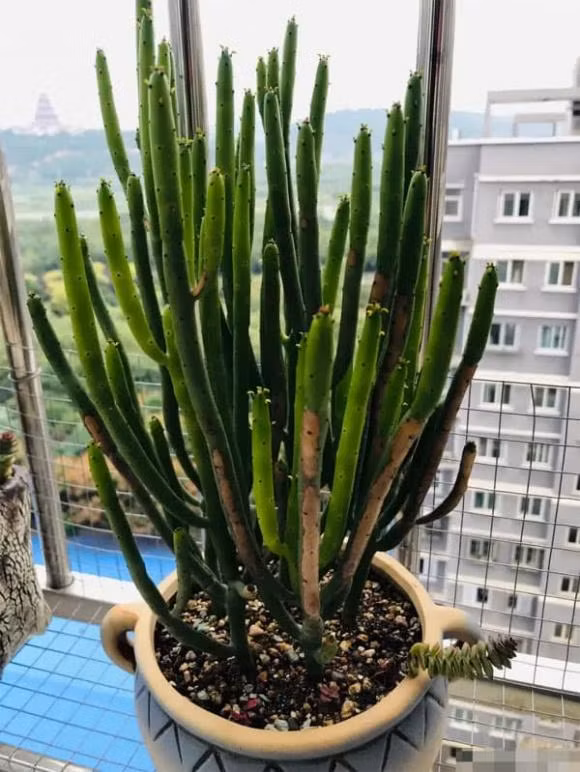 Nguoi co suc khoe kem, tuyet doi khong trong cac loai hoa xui xeo-Hinh-4