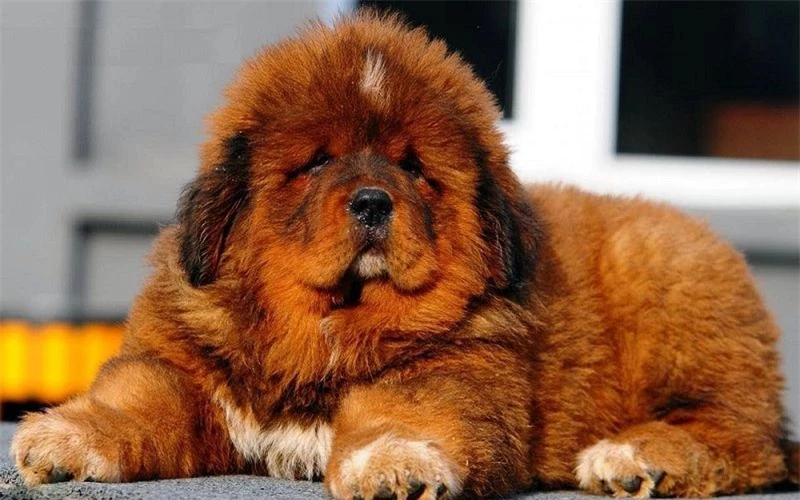 Top 7 thú cưng đắt đỏ, chỉ giới siêu giàu mới dám nuôi - Hình 2 Top 7 thu cung dat do, chi gioi sieu giau moi dam nuoi-Hinh-2