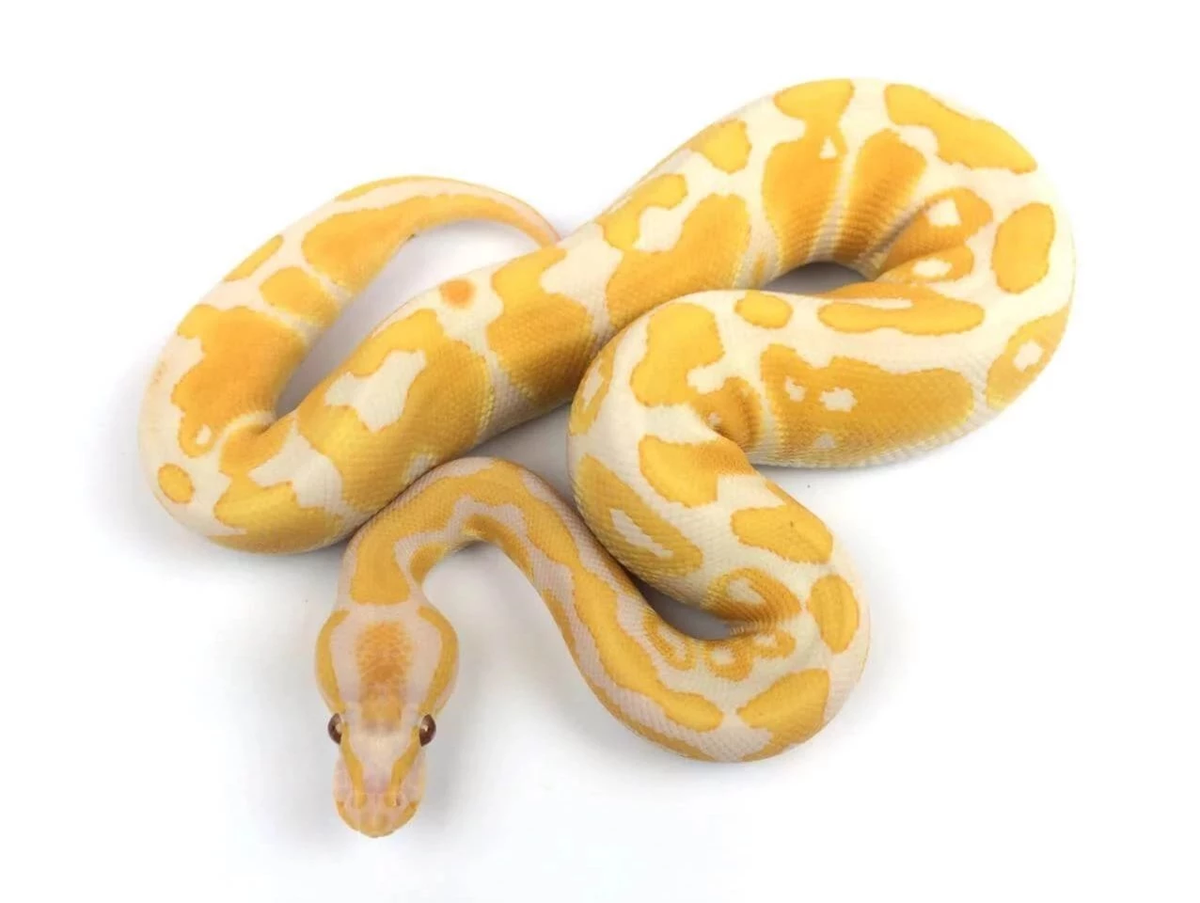 Top 7 thú cưng đắt đỏ, chỉ giới siêu giàu mới dám nuôi - Hình 4 Top 7 thu cung dat do, chi gioi sieu giau moi dam nuoi-Hinh-4