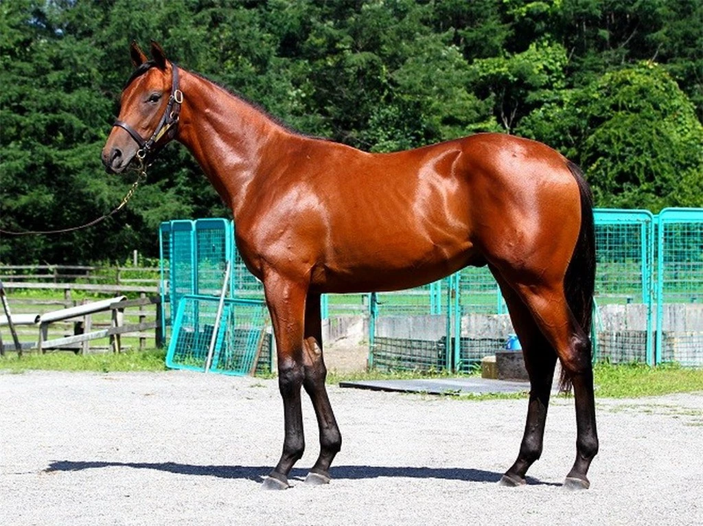 Top 7 thú cưng đắt đỏ, chỉ giới siêu giàu mới dám nuôi Top 7 thu cung dat do, chi gioi sieu giau moi dam nuoi