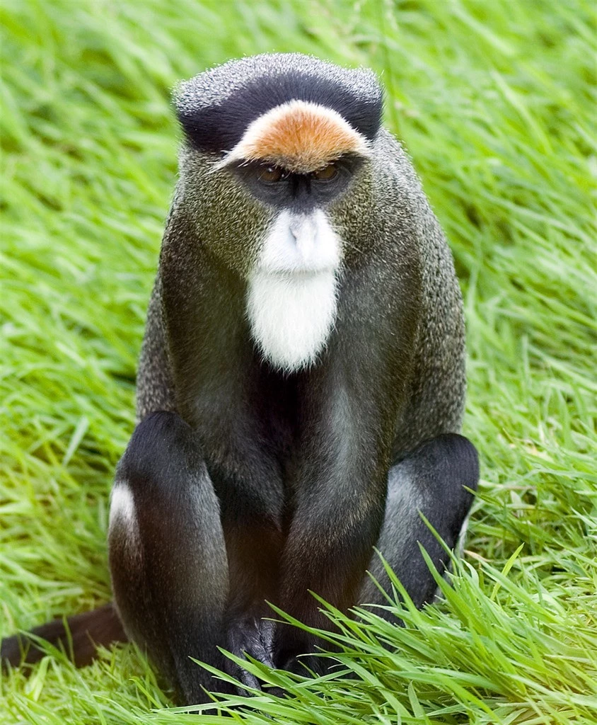 Top 7 thú cưng đắt đỏ, chỉ giới siêu giàu mới dám nuôi - Hình 7 Top 7 thu cung dat do, chi gioi sieu giau moi dam nuoi-Hinh-7