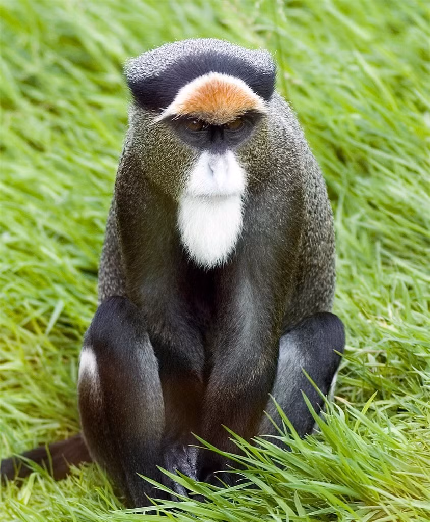 Top 7 thu cung dat do, chi gioi sieu giau moi dam nuoi-Hinh-7