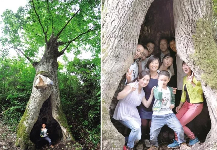 Cay co thu o Trung Quoc co the du bao thoi tiet chinh xac 90%