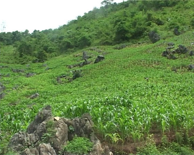 Quân khai nhận, vào sáng 1/5 anh ta đến nhà T. với lý do muốn đi khám dạ dày và cần T. đi cùng. Sau khi ra khỏi nhà, Quân chở T. lên đồi Thiên Văn. Đây là khu đồi vắng, trước đó, cả Quân và T. đã nhiều lần tới đây. Hai người nói chuyện được một lúc thì nảy sinh mâu thuẫn. Quân cho rằng T. đã có người khác nên muốn bỏ mình. T. giải thích thế nào Quân cũng không nghe. (Ảnh minh hoạ, nguồn ảnh: Internet) 