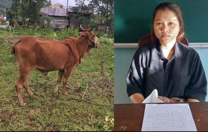  Thấy bò thả rông, cô gái 19 tuổi thuê xe ba gác bắt đem bán: Lợi dụng sự mất cảnh giác trong việc chăn thả gia súc của bà Nguyễn Thị M.N (trú thị trấn Khâm Đức, huyện Phước Sơn, tỉnh Quảng Nam), Hồ Thị Thao (SN 2003; trú tổ dân phố 3, thị trấn Khâm Đức) thuê xe ba gác bắt trộm bò đem đi bán. Trong lúc Thao thuê chở con bò của gia đình bà N. về giấu tại khu vực bãi đất gần nhà, chờ thời cơ đem bán thì bị phát hiện. Ngày 17/11, Công an huyện Phước Sơn cho biết đang điều tra, làm rõ, 