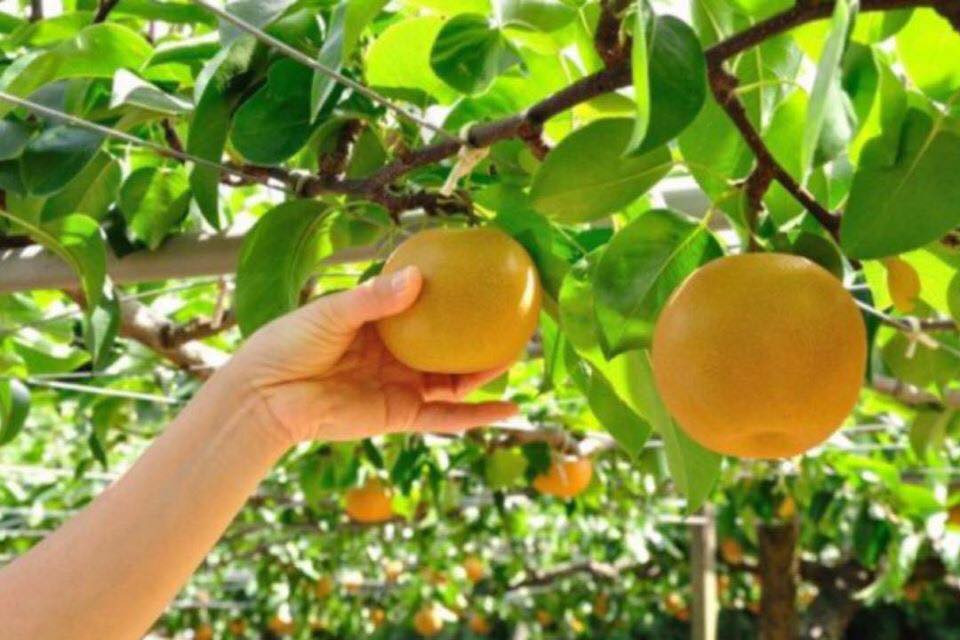 Đến 8h24 ngày 27/7, tại trạm thu phí Quán Toan (Hải Phòng), các trinh sát Công an Hải Phòng đã đón lõng, phát hiện và bắt giữ được Trình khi tên này đang quay về nhà xin tiền để bỏ trốn. Tại cơ quan điều tra, Trình đã khai nhận toàn bộ hành vi tội ác của mình. Trình khai, chiều 22/7, đối tượng mò vào vườn nhà chị N. để bẻ trộm trái cây. Lúc này, chị N. đi ra và nhìn thấy, nhưng không hề mắng mỏ hay hô hoán mà gọi Trình xuống, mời vào nhà uống nước và hỏi về việc đào đường cống ở khu vực Lương Khánh Thiện, nơi nhà Trình sống. (Ảnh minh hoạ, nguồn ảnh Internet) 