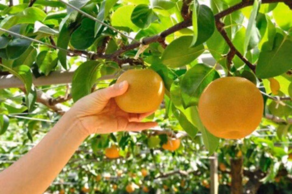 Đến 8h24 ngày 27/7, tại trạm thu phí Quán Toan (Hải Phòng), các trinh sát Công an Hải Phòng đã đón lõng, phát hiện và bắt giữ được Trình khi tên này đang quay về nhà xin tiền để bỏ trốn. Tại cơ quan điều tra, Trình đã khai nhận toàn bộ hành vi tội ác của mình. Trình khai, chiều 22/7, đối tượng mò vào vườn nhà chị N. để bẻ trộm trái cây. Lúc này, chị N. đi ra và nhìn thấy, nhưng không hề mắng mỏ hay hô hoán mà gọi Trình xuống, mời vào nhà uống nước và hỏi về việc đào đường cống ở khu vực Lương Khánh Thiện, nơi nhà Trình sống. (Ảnh minh hoạ, nguồn ảnh Internet) 