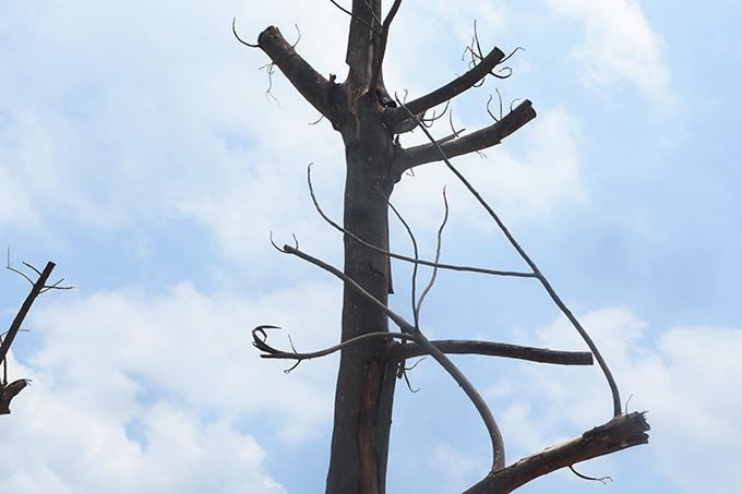 Có mặt tại hiện trường ngày 29/6, theo quan sát của PV Kiến Thức, hai bên đường rất nhiều cây xanh đã bị chết khô, nứt vỏ. Nhiều cây thì xiêu vẹo thiếu sức sống.