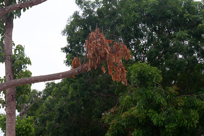 Một số người dân ở đây cho biết, hàng cây xanh này được trồng cách đây khoảng vài tháng trở lại đây nhưng được tưới nước rất ít cộng với nền nhiệt cao nên dẫn đến cây bị chết khô.