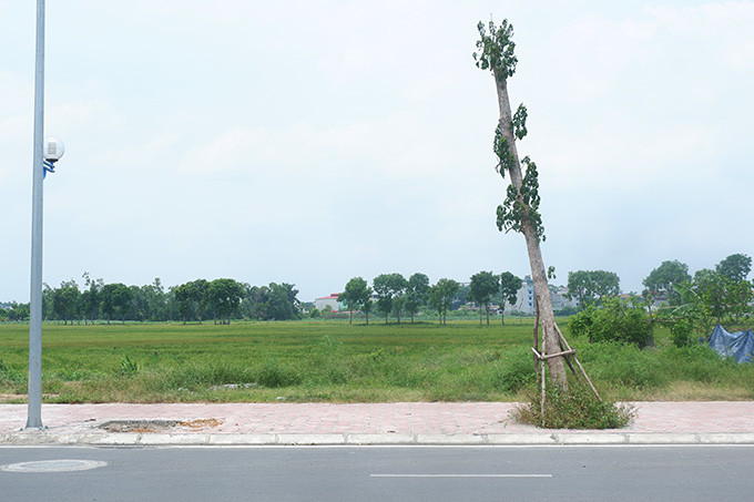 Một lãnh đạo Ban quản lý dự án giao thông Đô thị cho biết, đã nắm được thông tin việc nhiều cây xanh chết tại khư vực đường giao thông qua xã Đại Mạch.