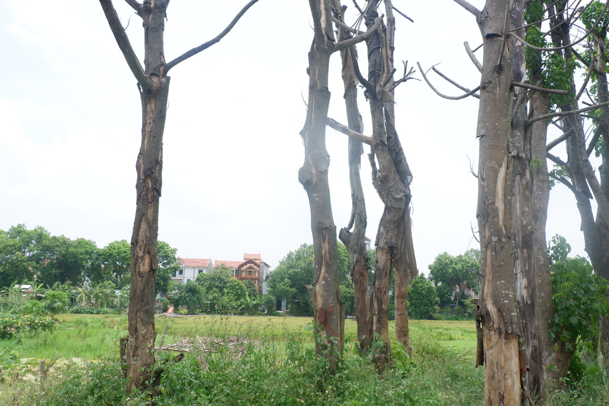 Người dân cho biết thêm, đây là chỗ để ươm cây nếu ngoài đường cây chết thì sẽ thế những cây ở nơi đây vào. Tuy nhiên, theo quan sát những cây được ươm ở đây đã chết khoảng 70%. Xem thêm video: Hiểm hoạ từ cây chết khô giữa thủ đô. Nguồn: VTC 14.