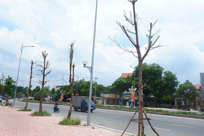 Đoạn đường qua xã Đại Mạch, huyện Đông Anh đã xong phần đường, được trồng cây xanh hai bên đường. 