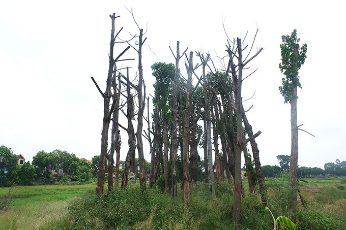 Phần cây xanh này chưa được nghiệm thu nên nhà thầu sẽ phải có trách nhiệm trồng lại và chủ đầu tư chỉ nhận bàn giao khi các cây xanh này phát triển ổn định.