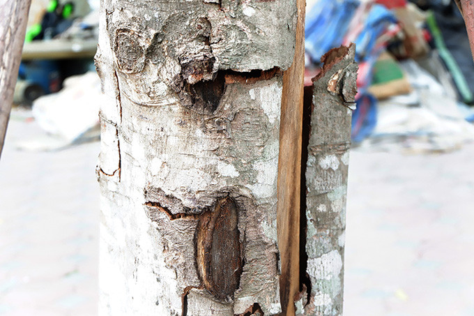 Chị N. chủ quán trà đá ở khu vực này bức xúc nói: "Trời nắng thì không sao chứ trời mà nổi cơn dông, bão tố cây đổ ra đường có mà gây chết người. Mong muốn của người dân chúng tôi cơ quan chức năng trồng cây thì phải chăm chút, không để cho cây chết. Như này thì phí lắm". 