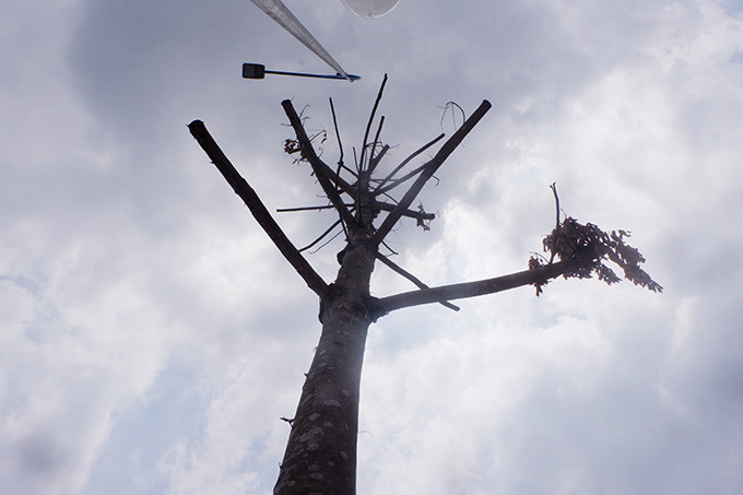 Tuy nhiên theo phản ánh của nhiều người dân sống gần khu vực này, hiện tại cây xanh 2 bên đường khu vực này đã bị chết quá nửa, số cây chết lên tới hơn 50% tiềm ẩn nguy cơ đổ, gãy ra đường nguy hiểm mất ATGT.