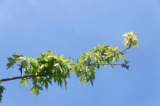 Thậm chí, nhiều người dân lo ngại cây sẽ không thể sống nổi với môi trường và khí hậu nhiệt đới như ở Hà Nội. Tuy nhiên, với việc bỗng dưng hàng phong xanh tốt, người dân hy vọng mùa thu năm nay sẽ được ngắm lá đỏ.